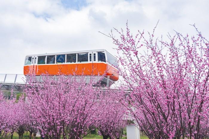 纜車(chē)穿梭“粉色花?！?宛若進(jìn)入童話世界 